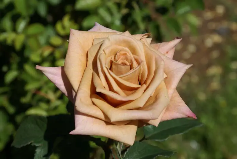 Rosa Castanha Chá – Marrom e Significado | Flores - Cultura Mix