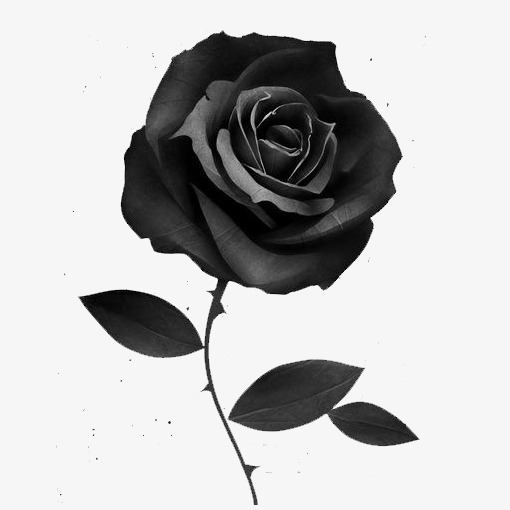 Featured image of post Rosa Preta E Branca Png A melhor forma para aprender a pintar uma rosa