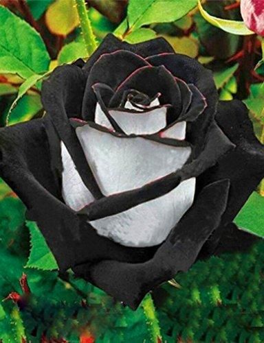 Rosa Negra Existe? | Flores - Cultura Mix