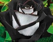 Rosa Negra Existe (4)
