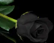 Rosa Negra Existe (5)