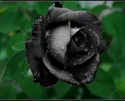 Rosa Negra Existe (6)