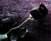 Rosa Negra Existe (7)