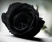 Rosa Negra Existe (8)