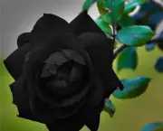 Rosa Negra Existe (11)