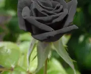 Rosa Negra Existe (9)