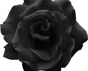 Rosa Negra Existe (13)