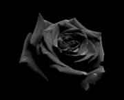 Rosa Negra Existe (15)