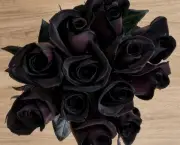 Rosa Negra Existe (17)