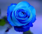 Rosa Príncipe Azul (1)