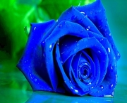 Rosa Príncipe Azul (2)