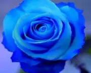 Rosa Príncipe Azul (3)