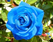 Rosa Príncipe Azul (4)