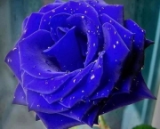 Rosa Príncipe Azul (5)