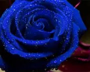 Rosa Príncipe Azul (6)