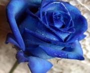 Rosa Príncipe Azul (7)