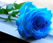 Rosa Príncipe Azul (9)