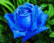 Rosa Príncipe Azul (10)