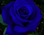Rosa Príncipe Azul (15)