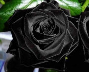 Rosa Príncipe Negra Como Cuidar (2)