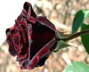 Rosa Príncipe Negra Como Cuidar (4)