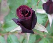 Rosa Príncipe Negra Como Cuidar (7)