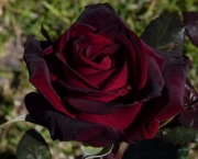 Rosa Príncipe Negra Como Cuidar (9)