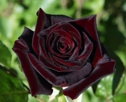 Rosa Príncipe Negra Como Cuidar (10)