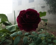 Rosas Príncipe Negra - Significado (1)