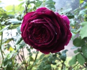 Rosas Príncipe Negra - Significado (2)