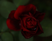 Rosas Príncipe Negra - Significado (3)