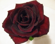 Rosas Príncipe Negra - Significado (4)