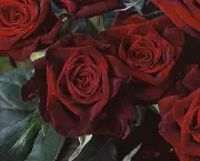 Rosas Príncipe Negra - Significado (5)