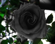 Rosas Príncipe Negra - Significado (6)