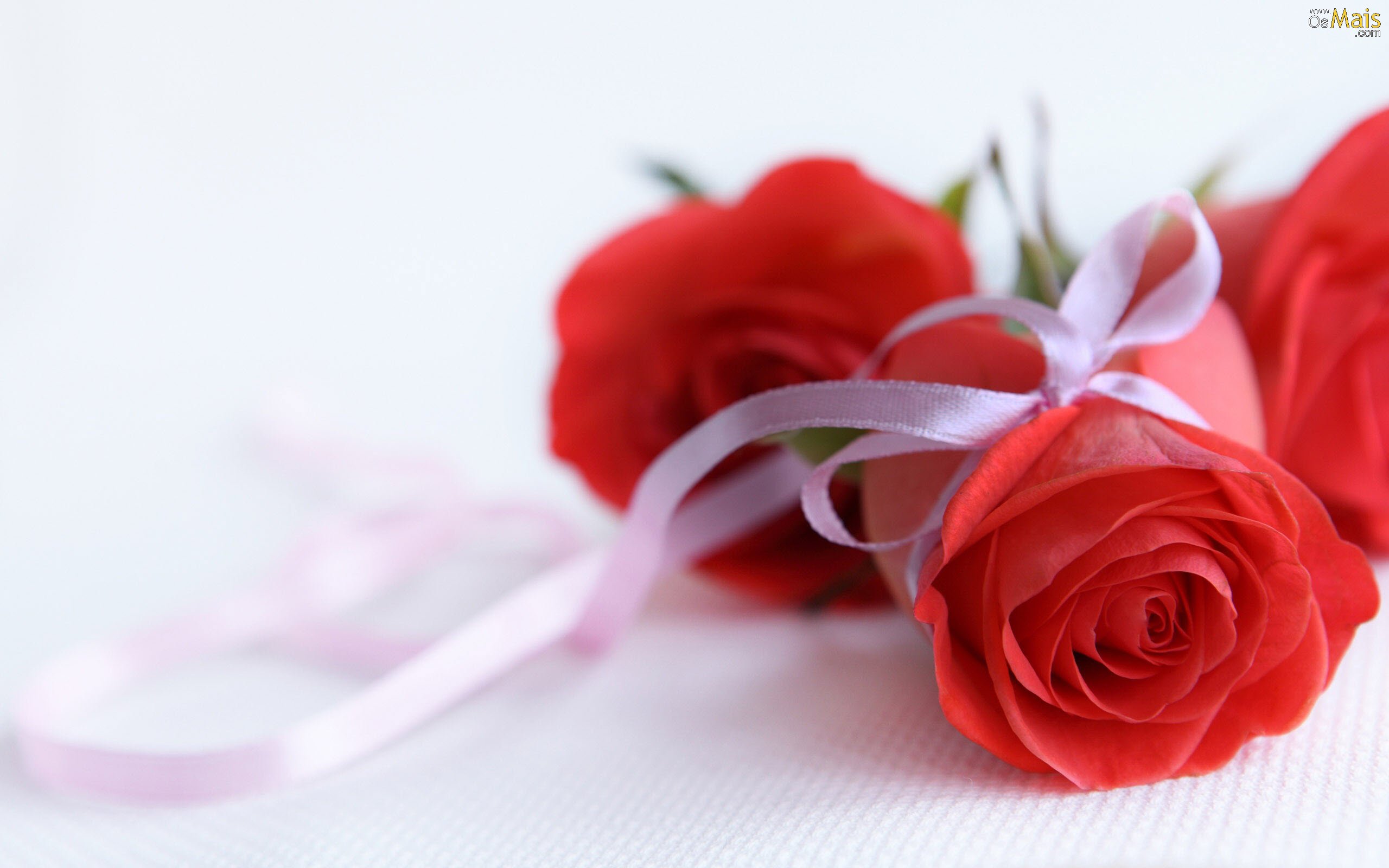 Rosas Vermelhas - Apaixonados e Paixão | Flores - Cultura Mix