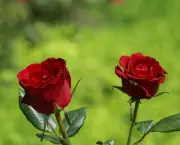 rosas-vermelhas-8