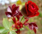 como-cultivar-rosas-plantar-roseiras-