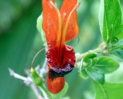 ruttya-fruticosa (9)