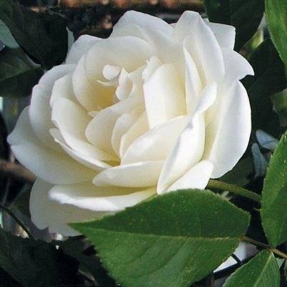 Significado da Rosa Branca na Macumba | Flores - Cultura Mix