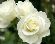 Significado da Rosa Branca na Macumba (6)