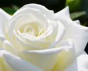 Significado da Rosa Branca na Macumba (15)