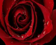 Significado da Rosa Vermelha no Espiritismo (5)