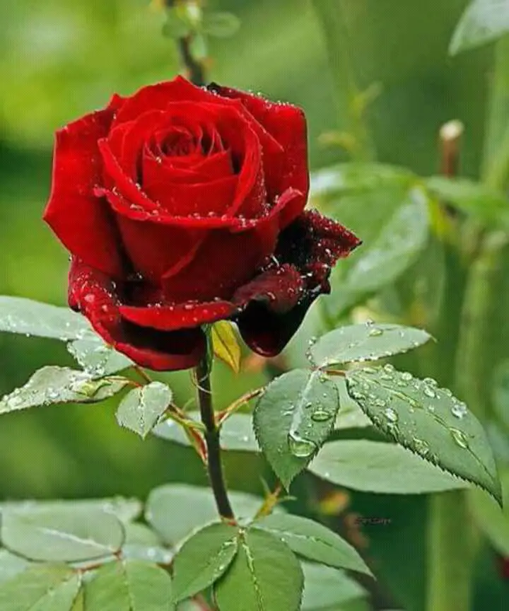 Significado da Rosa Vermelha no Espiritismo | Flores - Cultura Mix