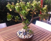 crassula-suculenta-planta-de-jade-sementes-bonsai-p-mudas-16927-MLB20129954335_072014-F