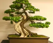 World Bonsai Convention 2009