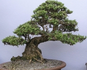 bonsai-2