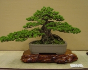 bonsai-5