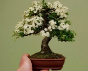 bonsai