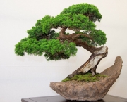 principais-tecnicas-de-cultivo-e-cuidados-com-bonsai-1