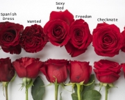 Tipos das Rosas (2)